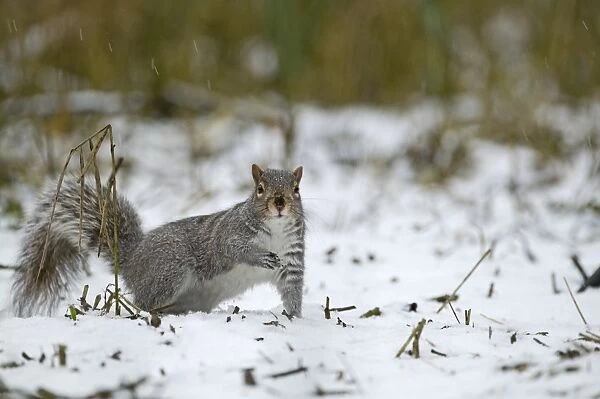 Grey Squirrel Sciurus carolinensis Norfolk winter