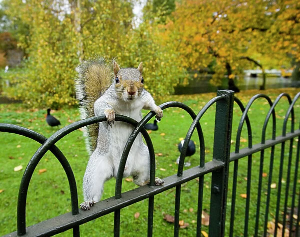 Grey Squirrel in St James Park, London, UK
