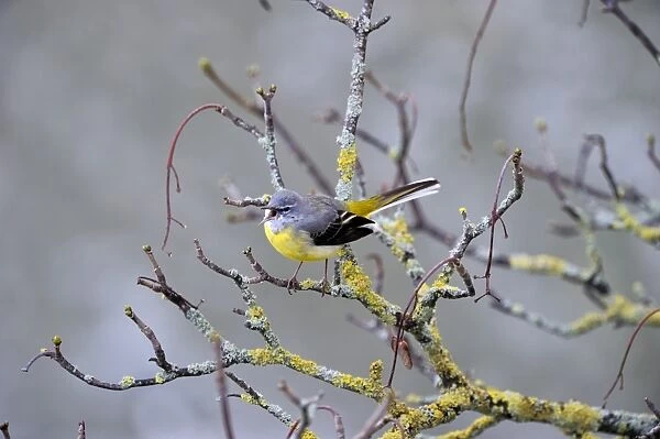 Grey Wagtail (Motacilla cinerea) male in song n early sping Norfolk