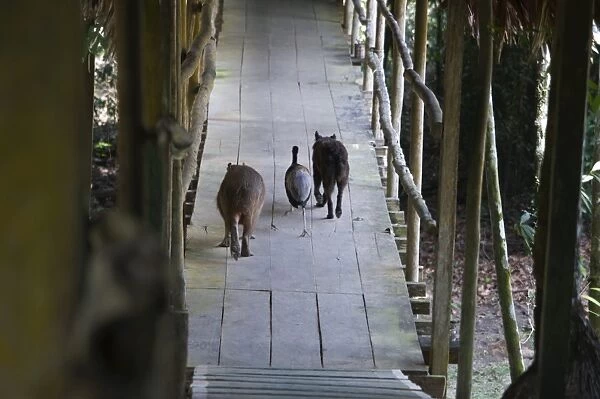 Grey-winged Trumpeter with dog and Capybara - the three amigos, Exploramo Lodge Amazon