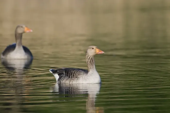 Framed Print : Greylag Geese Anser anser Cley Norfolk May Framed Print : Greylag Geese Anser anser Cley Norfolk May