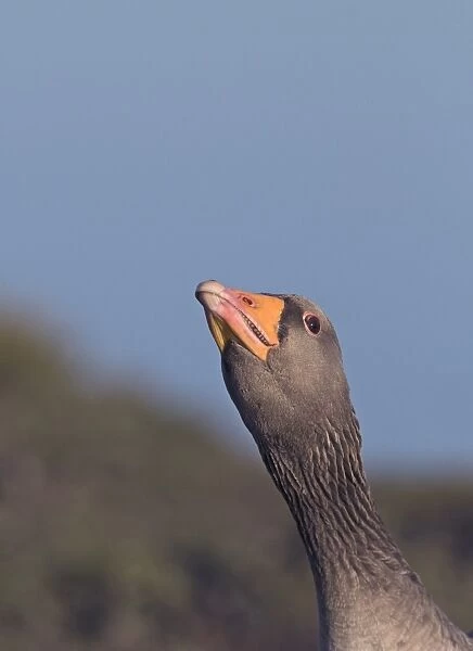 Greylag Goose Anser anser in aggressive posture Norfolk March
