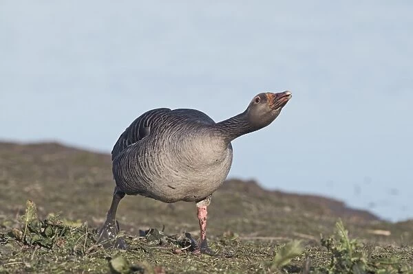 Greylag Goose Anser anser in aggressive posture Norfolk March