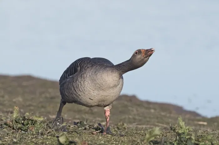 Framed Print : Greylag Goose Anser anser in aggressive posture Norfolk March Framed Print : Greylag Goose Anser anser in aggressive posture Norfolk March