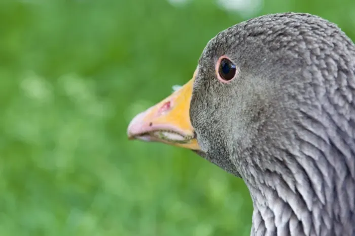 Framed Print : Greylag Goose Anser anser Cley Norfolk April Framed Print : Greylag Goose Anser anser Cley Norfolk April