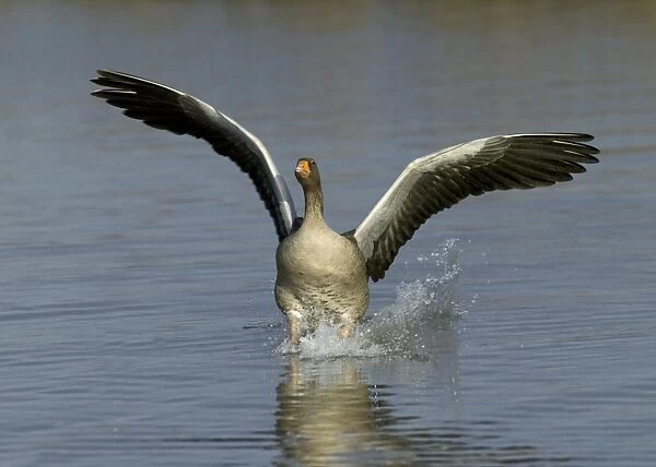 Greylag Goose Anser anser coming in to land, UK