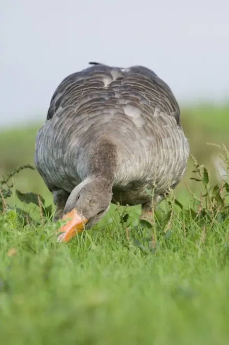 Framed Print : Greylag Goose Anser anser grazing Cley North Norfolk summer Framed Print : Greylag Goose Anser anser grazing Cley North Norfolk summer