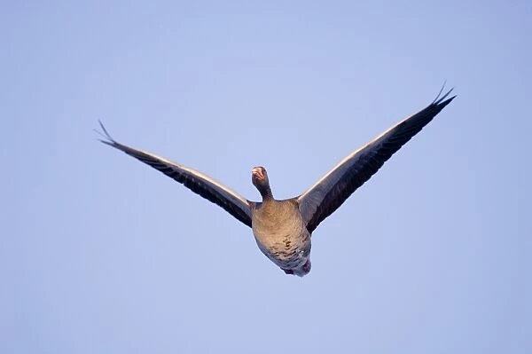 Greylag Goose Anser anser winter Scotland