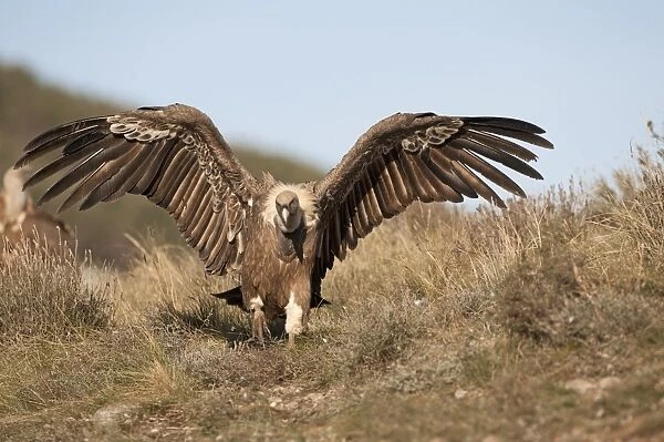 Griffon Vulture Gyps fulvus Catalonian Pyrenees Spain winter