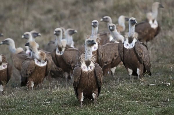 Griffon Vulture Gyps fulvus Pyrenees Spain