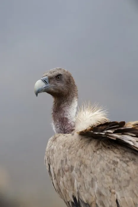 Framed Print : Griffon Vulture Gyps fulvus Spain winter Framed Print : Griffon Vulture Gyps fulvus Spain winter