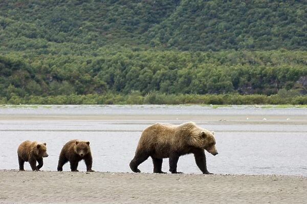 Grizzly Bear Ursos arctos with cubs Katmai Alaska July
