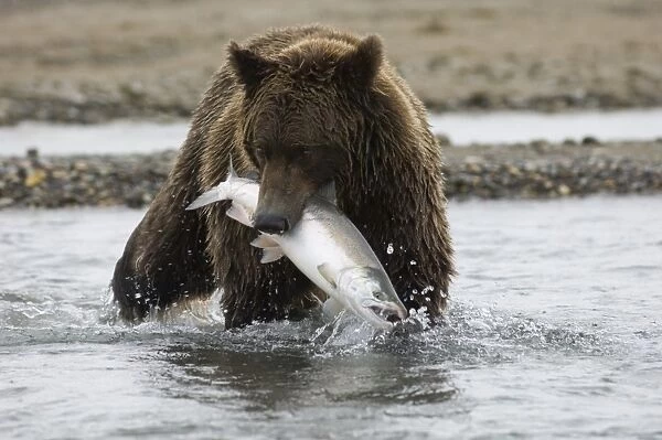 Grizzly Bear Ursos arctos with freshly caught salmon Katmai Alaska