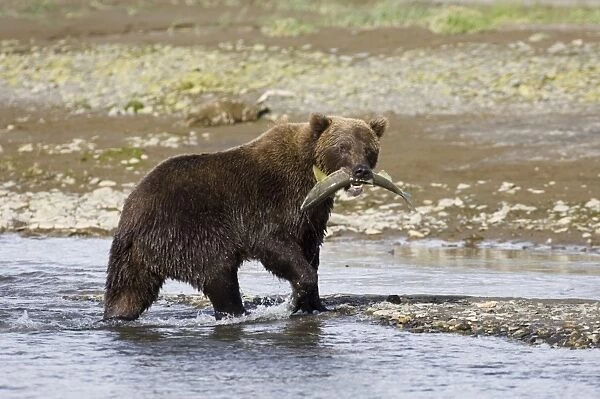 Grizzly Bear Ursos arctos with freshly caught salmon Katmai Alaska July