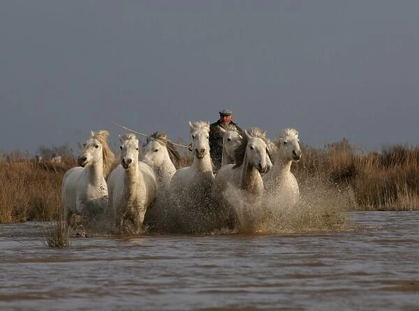 Guardians rounding up horses in the Camargue Provence France April