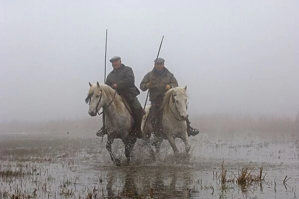 Guardians rounding up horses in the Camargue Provence France on a foggy morning in April