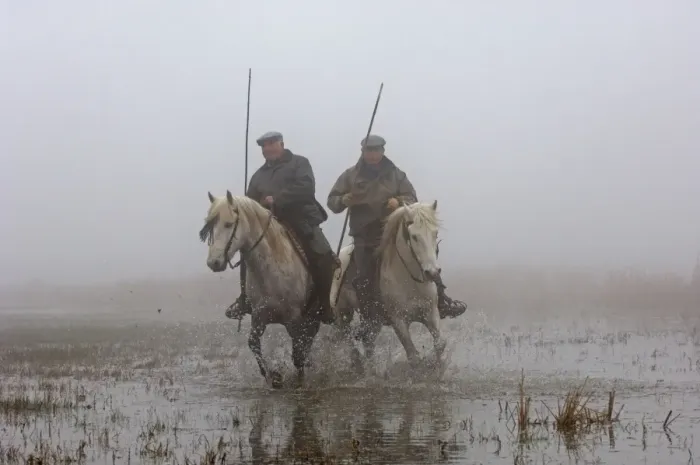 Framed Print : Guardians rounding up horses in the Camargue Provence France on a foggy morning in April Framed Print : Guardians rounding up horses in the Camargue Provence France on a foggy morning in April