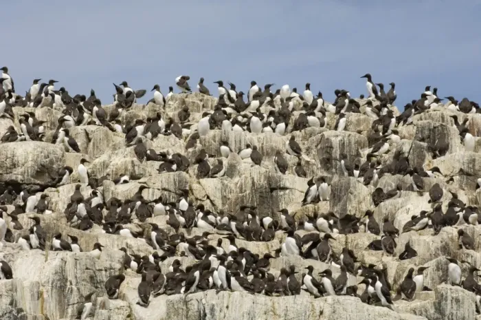Framed Print : Guillemot colony Uria aalge Staple Island Farne Islands Northumberland summer