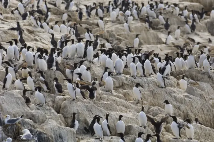 Framed Print : Guillemot Uria aalge adults on cliff top in breeding colony Inner Farne Farne Islands Framed Print : Guillemot Uria aalge adults on cliff top in breeding colony Inner Farne Farne Islands
