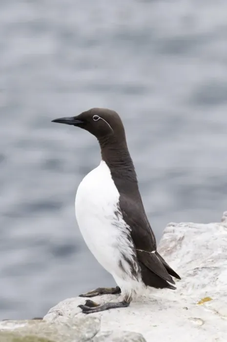 Framed Print : Guillemot Uria aalge (Bridled) Inner Farne Farne Islands Northumberland spring