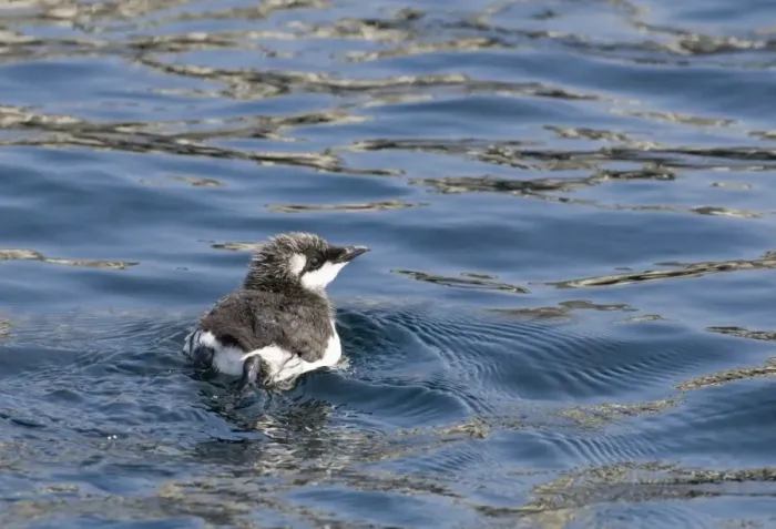 Framed Print : Guillemot Uria aalge chick on sea Inner Farne Farne Islands Northumberland spring