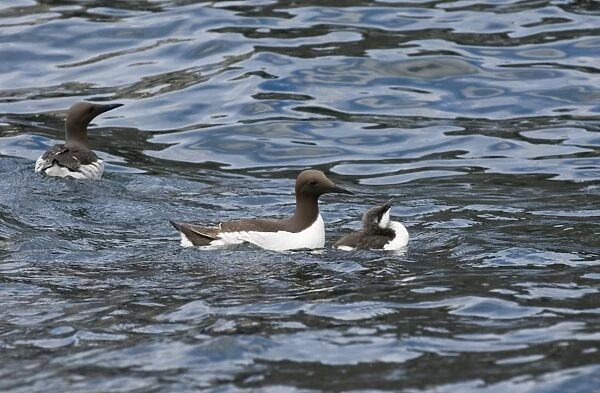 Guillemot Uria aalge with chick at sea off Farne Islands Northumberland July