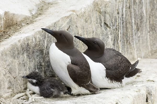 Guillemot Uria aalge pair with chick in breeding colony Inner Farne Farne Islands