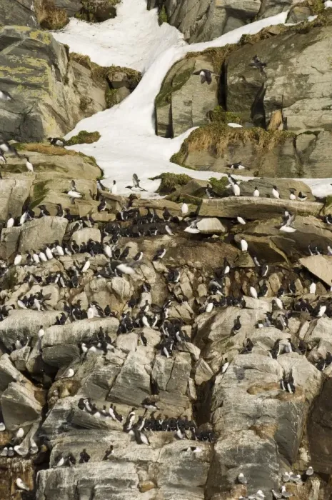 Framed Print : Guillemots uria aalge on cliff ledges in early spring on island of Hornoya at Varanger Framed Print : Guillemots uria aalge on cliff ledges in early spring on island of Hornoya at Varanger