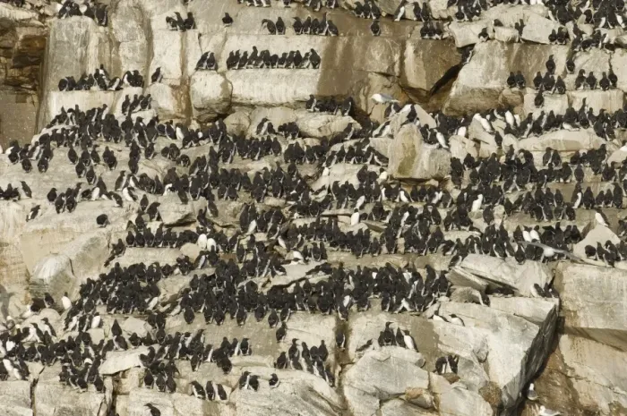 Framed Print : Guillemots uria aalge on cliff ledges in early spring on island of Hornoya at Varanger