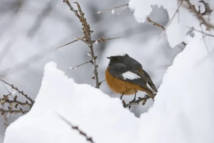 Framed Print : Guldenstadts Redstart Phoenicurus erythrogaster male Kazbegi Great Caucasus Georgia Framed Print : Guldenstadts Redstart Phoenicurus erythrogaster male Kazbegi Great Caucasus Georgia