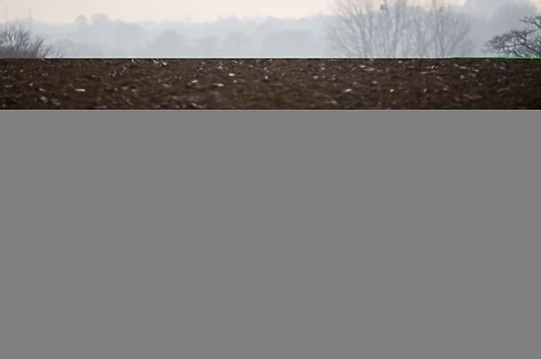 Gulls following a plough at Buckenham in the Yare Valley Norfolk winter