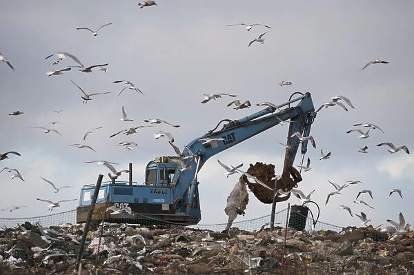 Gulls mainly Herring and Black-headed Gulls on rubbish tip Edgfield Norfolk winter