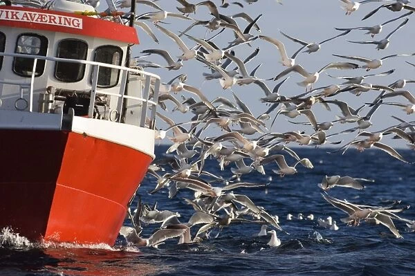 Gulls mainly Herring Gulls following fishing trawler at mouth of Varanger Fjord Arctic