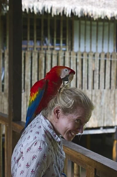 Hand reared Scarlet Macaw Ara macao at Tambopata, Research Centre Amazon Rainforest Peru