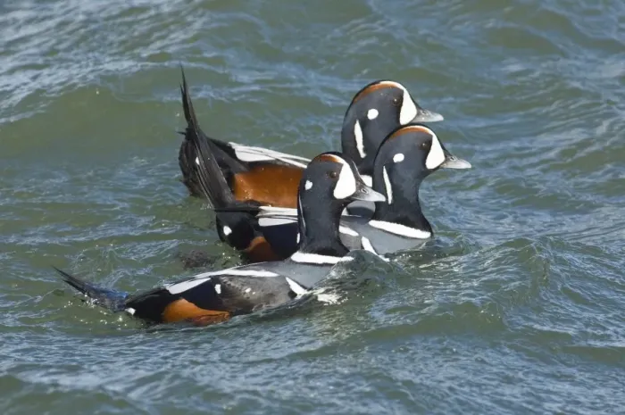 Framed Print : Harlequin Ducks Histrionicus histrionicus New Jersey USA winter Framed Print : Harlequin Ducks Histrionicus histrionicus New Jersey USA winter