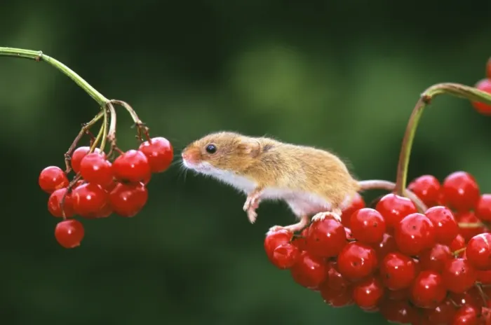 Framed Print : Harvest Mouse, Micromys minutus, on Guelder Rose, autumn, UK Framed Print : Harvest Mouse, Micromys minutus, on Guelder Rose, autumn, UK