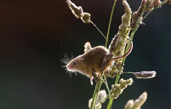 Harvest Mouse Micromys minutus baclit on grass stems Norfolk spring (wild - taken