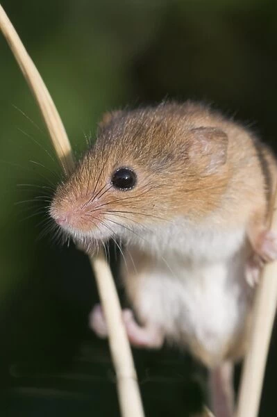 Harvest Mouse Micromys minutus on Barley Norfolk July