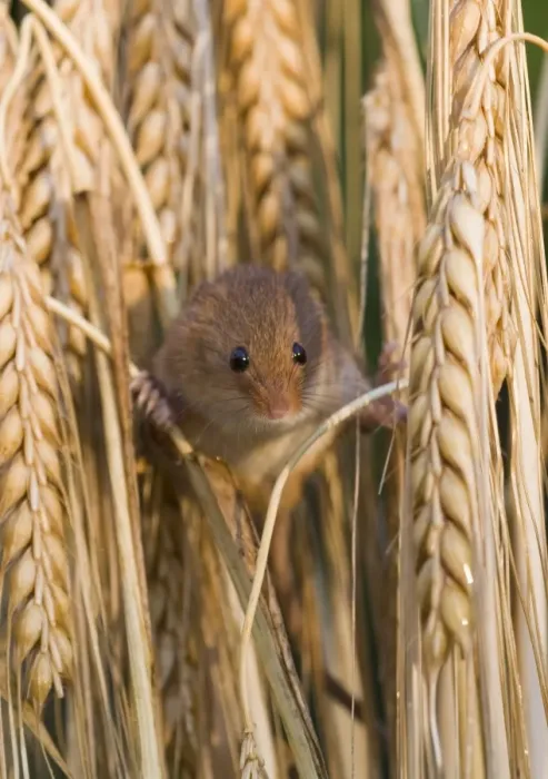 Framed Print : Harvest Mouse Micromys minutus on Barley Norfolk July Framed Print : Harvest Mouse Micromys minutus on Barley Norfolk July