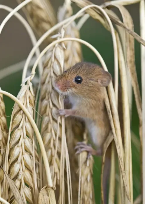 Framed Print : Harvest Mouse Micromys minutus on Barley Norfolk July