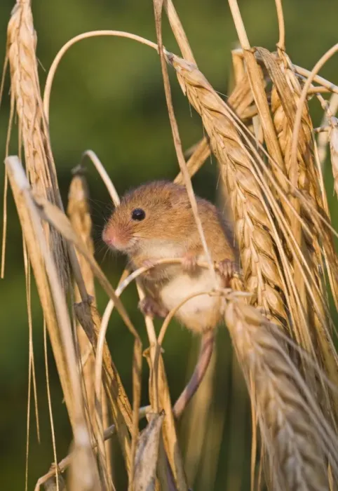 Framed Print : Harvest Mouse Micromys minutus on Barley Norfolk July Framed Print : Harvest Mouse Micromys minutus on Barley Norfolk July