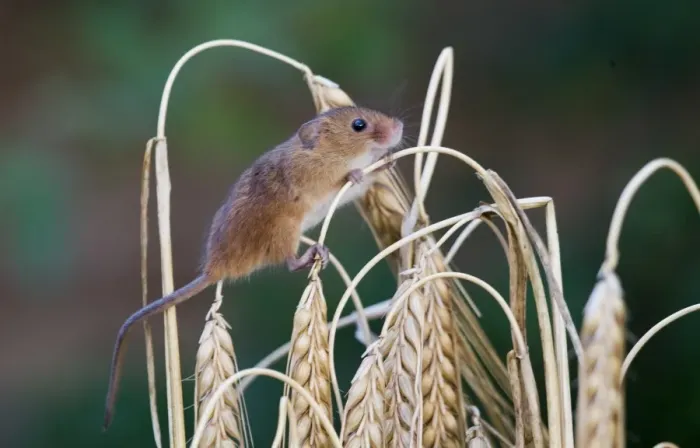 Framed Print : Harvest Mouse Micromys minutus on Barley Norfolk July Framed Print : Harvest Mouse Micromys minutus on Barley Norfolk July