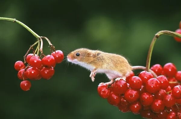 Harvest Mouse, Micromys minutus, on Guelder Rose, autumn, UK
