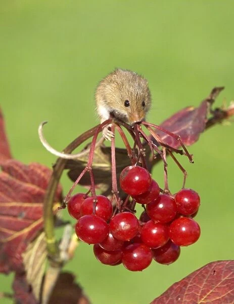 Harvest Mouse Micromys minutus on guelder rose autumn UK