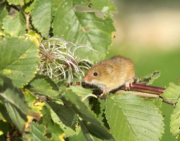 Harvest Mouse Micromys minutus on honesysuckle autumn UK