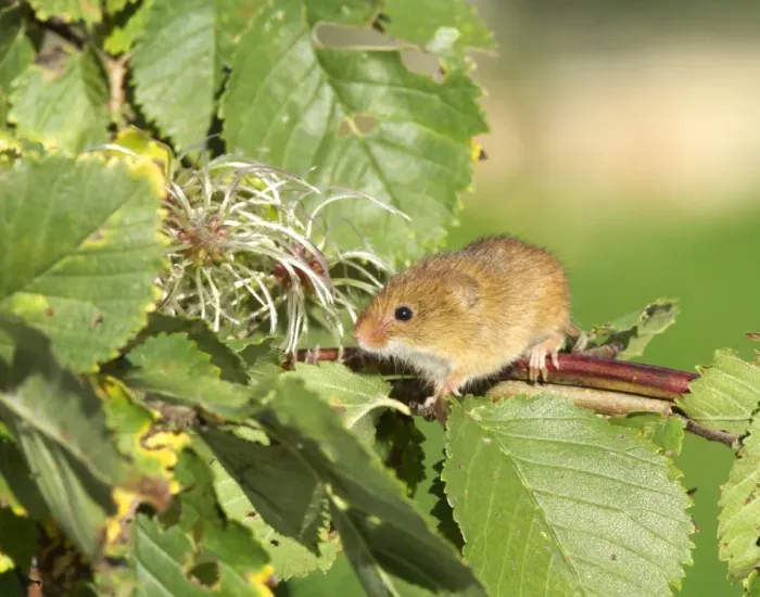 Framed Print : Harvest Mouse Micromys minutus on honesysuckle autumn UK Framed Print : Harvest Mouse Micromys minutus on honesysuckle autumn UK