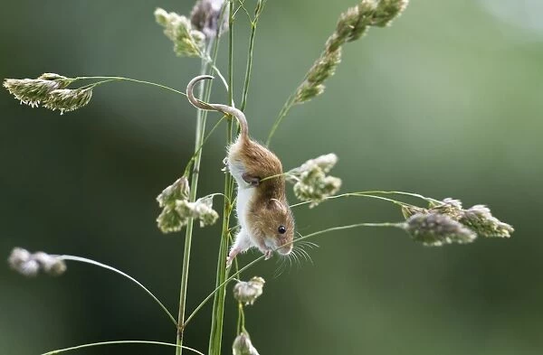 Harvest Mouse Micromys minutus on nature reserve Norfolk June