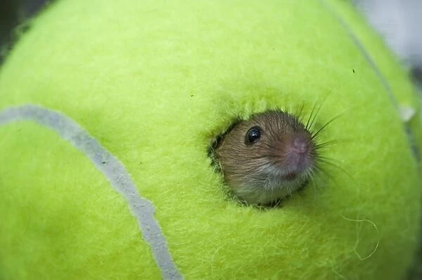 Harvest Mouse Micromys minutus using tennis ball as nest on nature reserve Norfolk June