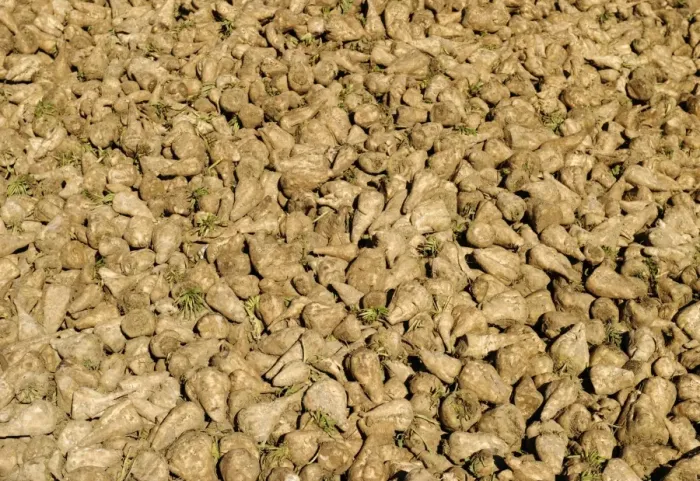 Framed Print : Harvested Sugar Beet Norfolk December Framed Print : Harvested Sugar Beet Norfolk December