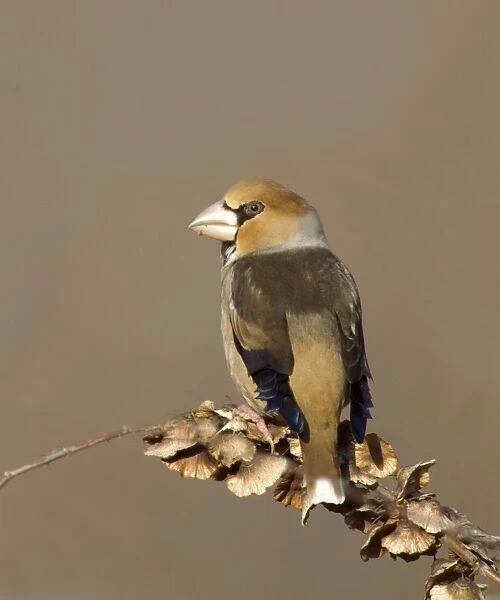 Hawfinch Coccothraustes coccothrautes winter UK